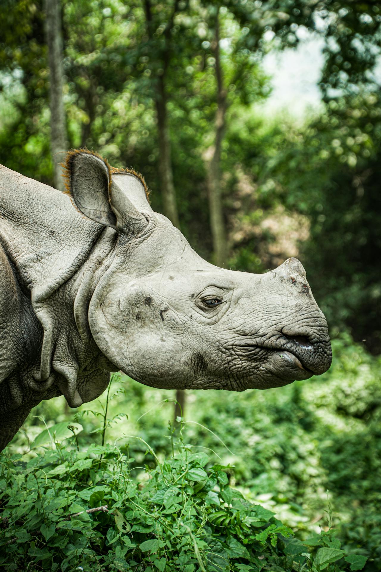 Chitwan